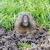 Bay Point Gopher Control by Mole Busters LLC